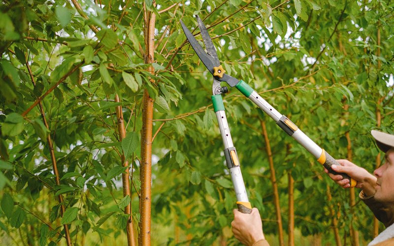 Tree trimming in Defuniak Springs, FL